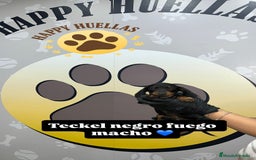 Teckel Miniatura perros en venta: 🌟 Cachorro Teckel Mini Negro y Fuego  - Imagen 3