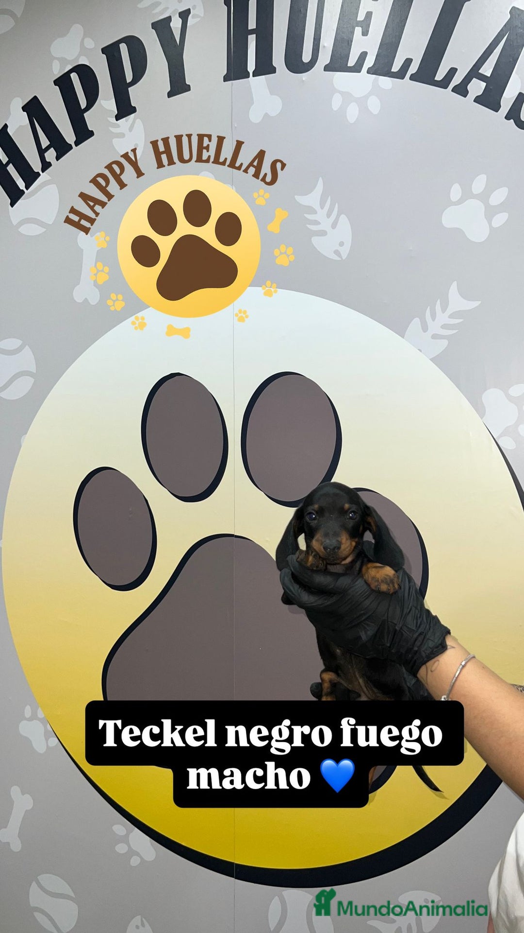 Teckel Miniatura perros en venta: 🌟 Cachorro Teckel Mini Negro y Fuego  - Imagen 3