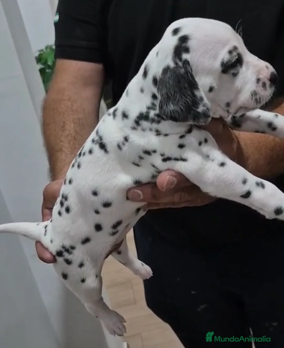 Dálmata perros en venta: Cachorros dálmata🐶🐾 - Anuncio 1