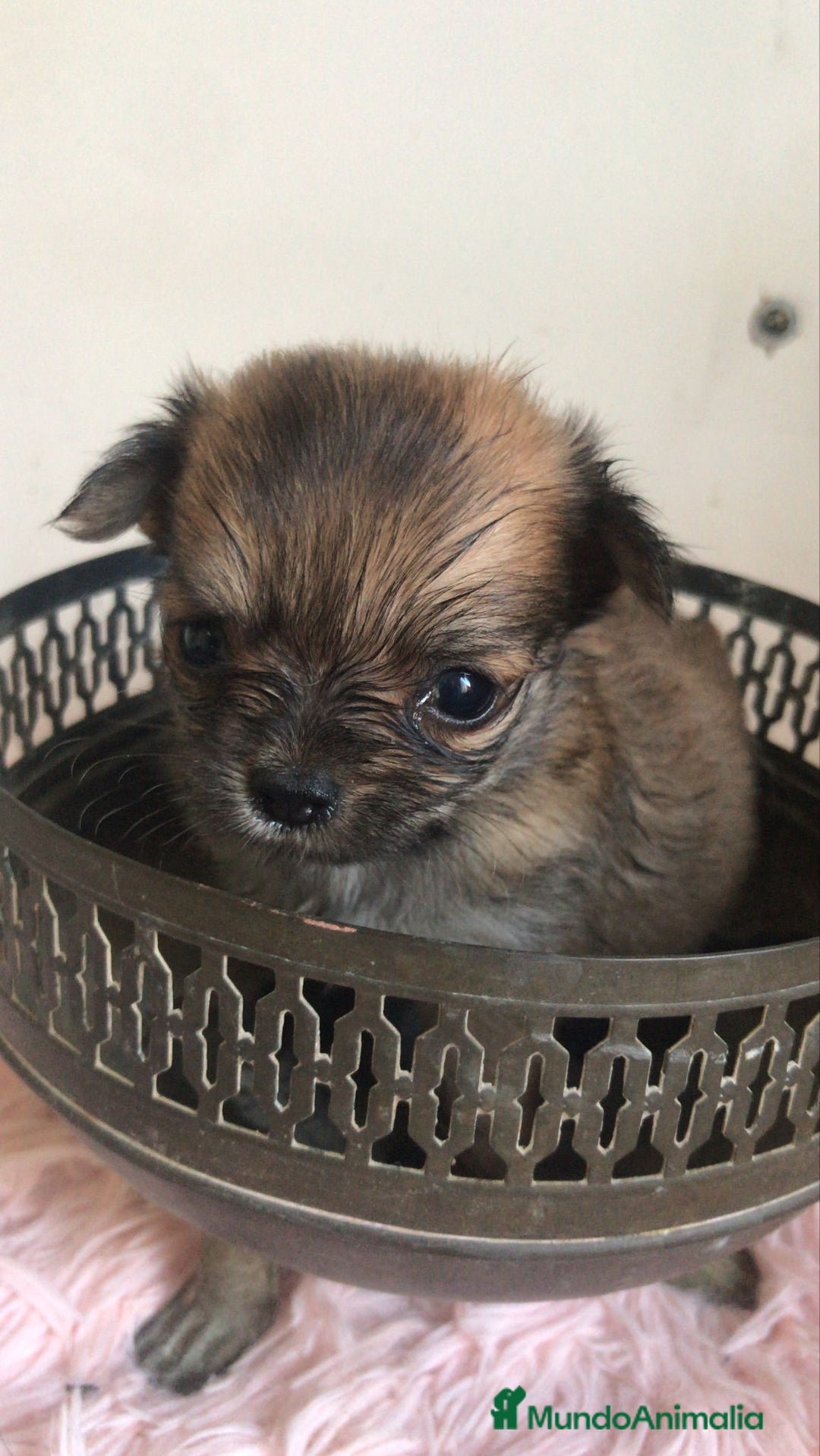Chihuahua perros en venta: Chihuhuas minis minis - Imagen 2