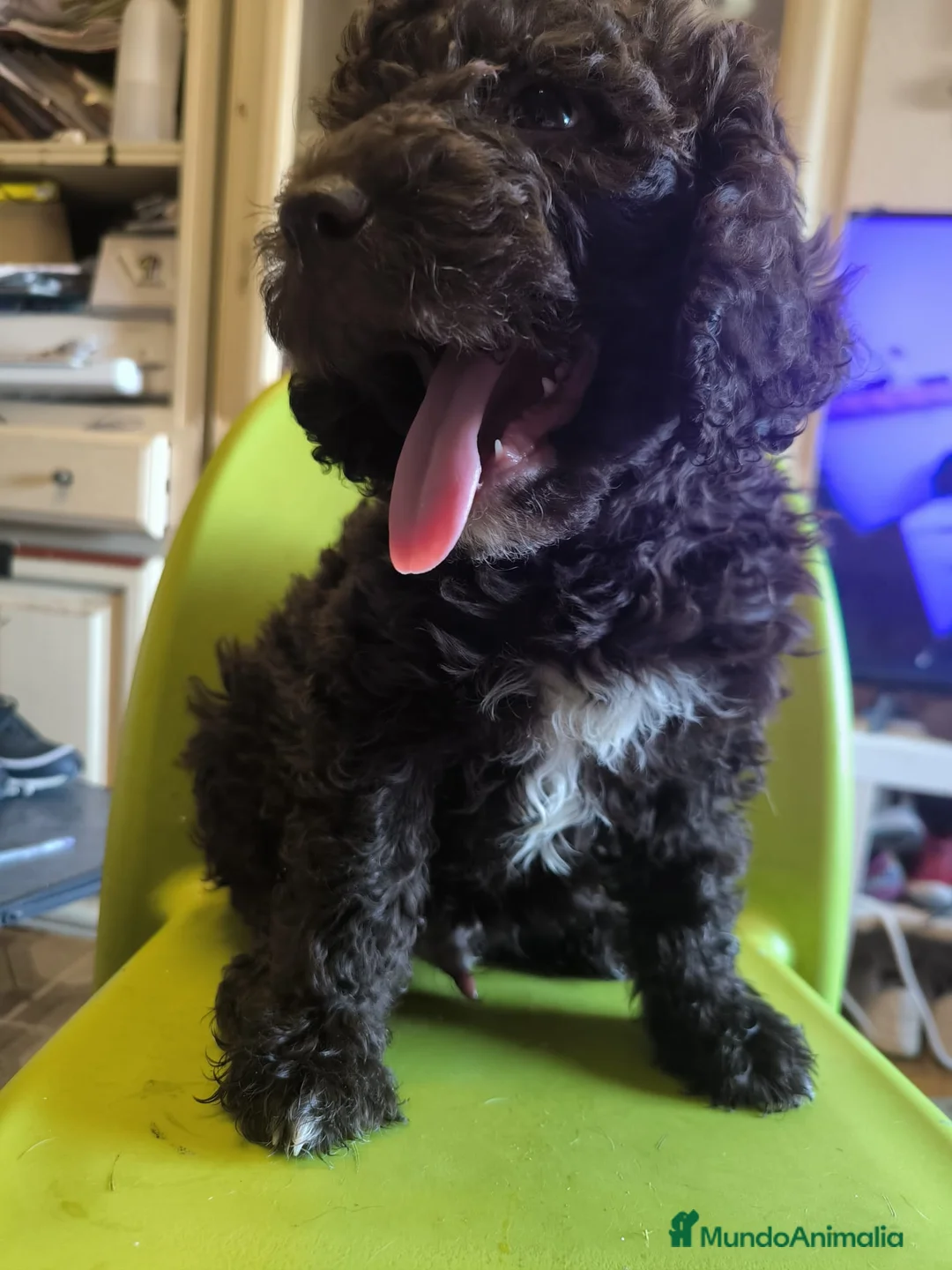 Perro de Agua Español perros en venta: Perro de aguas macho - Anuncio 2