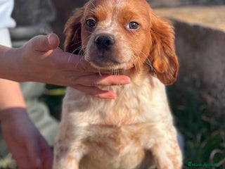 Épagneul Breton perros en Barcelona - Anuncio 2