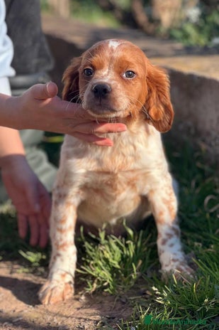 Épagneul Breton perros en Barcelona - Anuncio 3