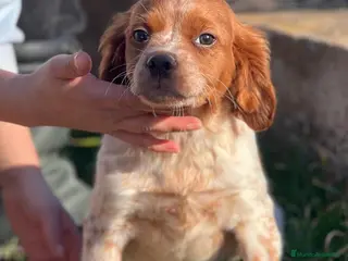 Épagneul Breton perros BRETÓN ESPAÑOL DISPONIBLE - Anuncio 1