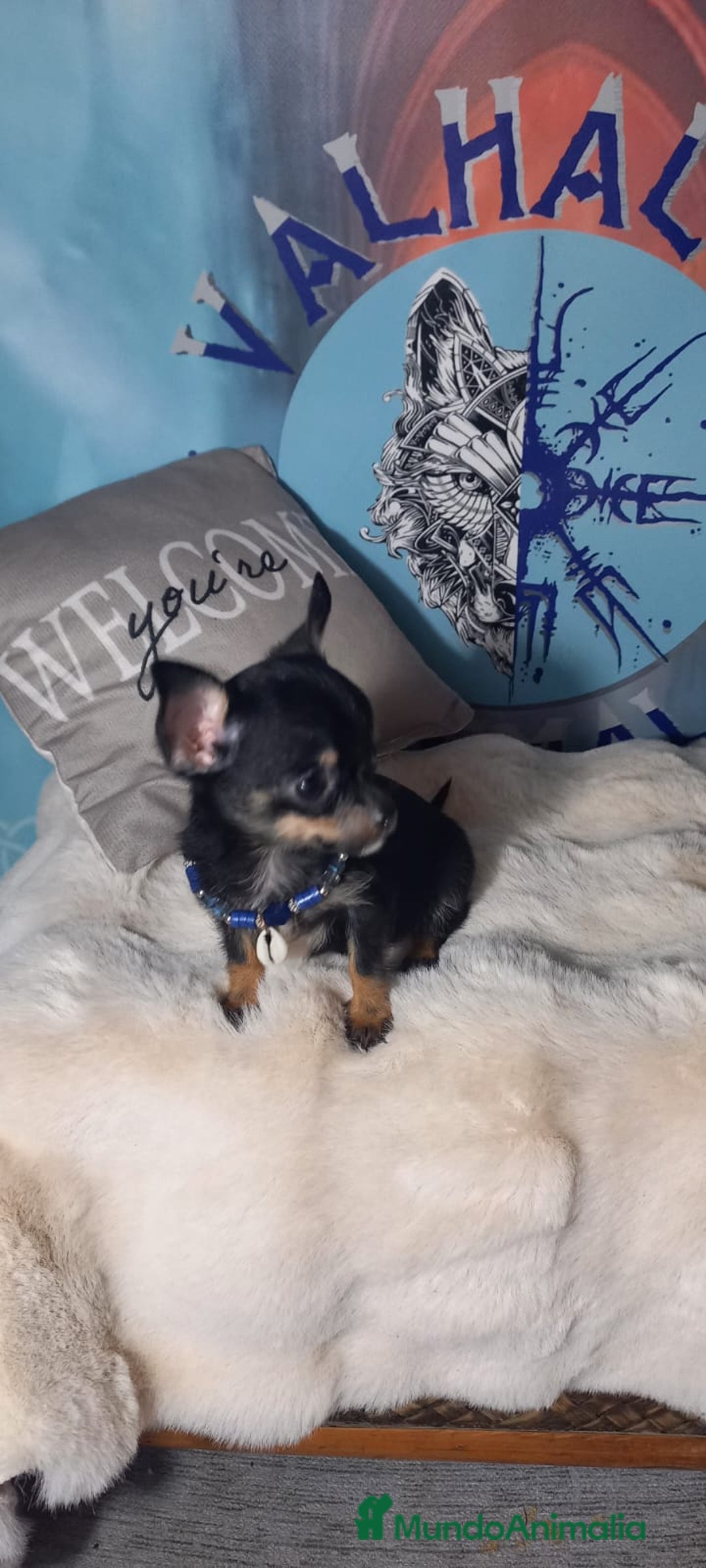 Chihuahua perros en venta:  Machos preciosos de chihuahua cabeza venado  - Imagen 5