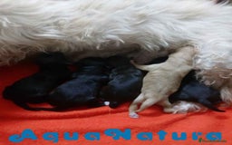 Raza Mixta perros en venta: Camada Havapoo AQUANATURA - Imagen 1