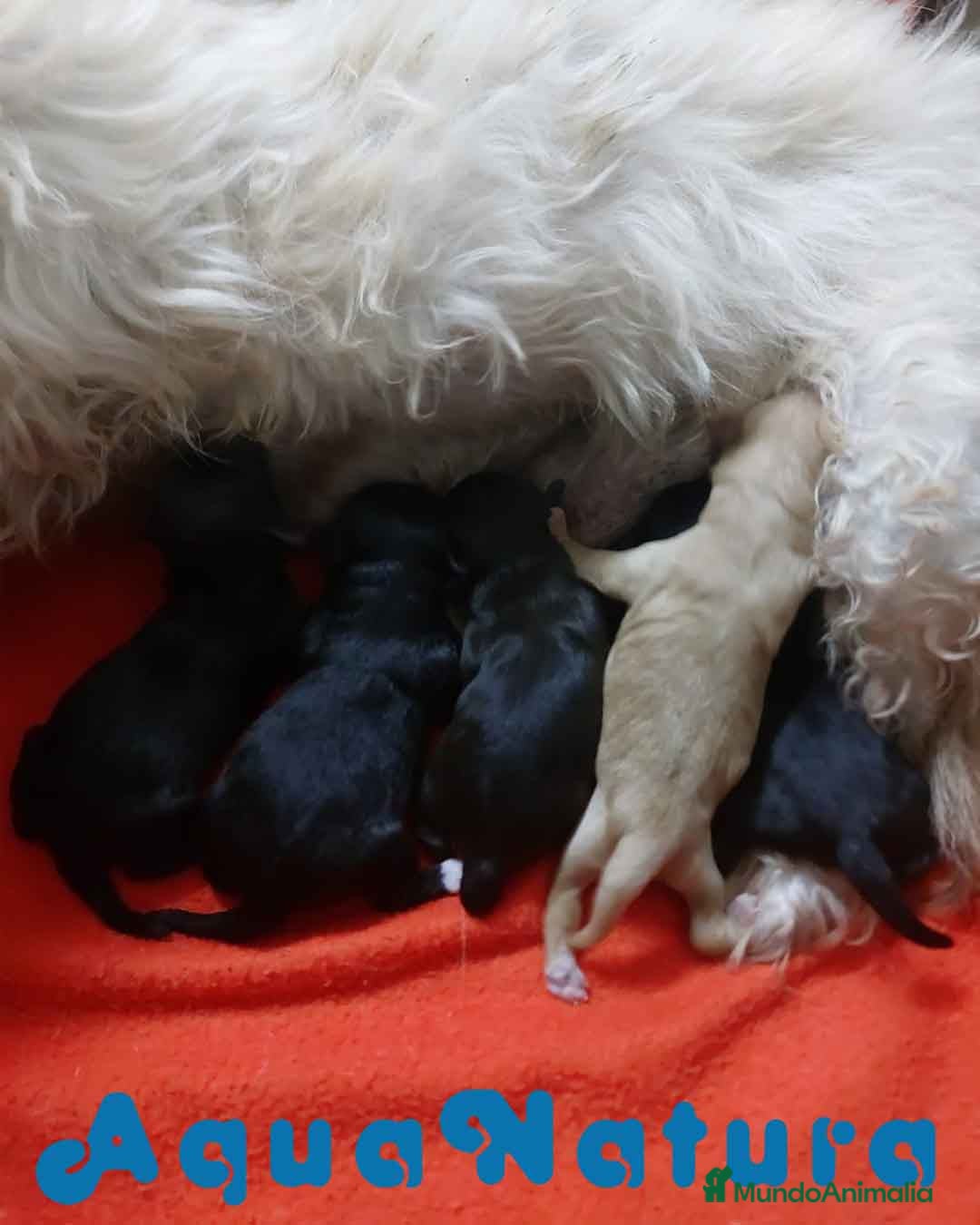 Raza Mixta perros en venta: Camada Havapoo AQUANATURA - Imagen 1