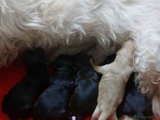 Raza Mixta perros Camada Havapoo AQUANATURA - Anuncio 24