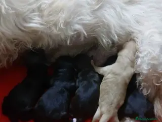 Raza Mixta perros Camada Havapoo AQUANATURA - Anuncio 28