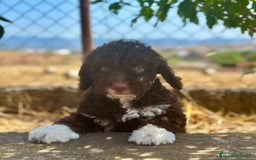 Perro de Agua Español perros en venta: Perro de agua español  - Imagen 4