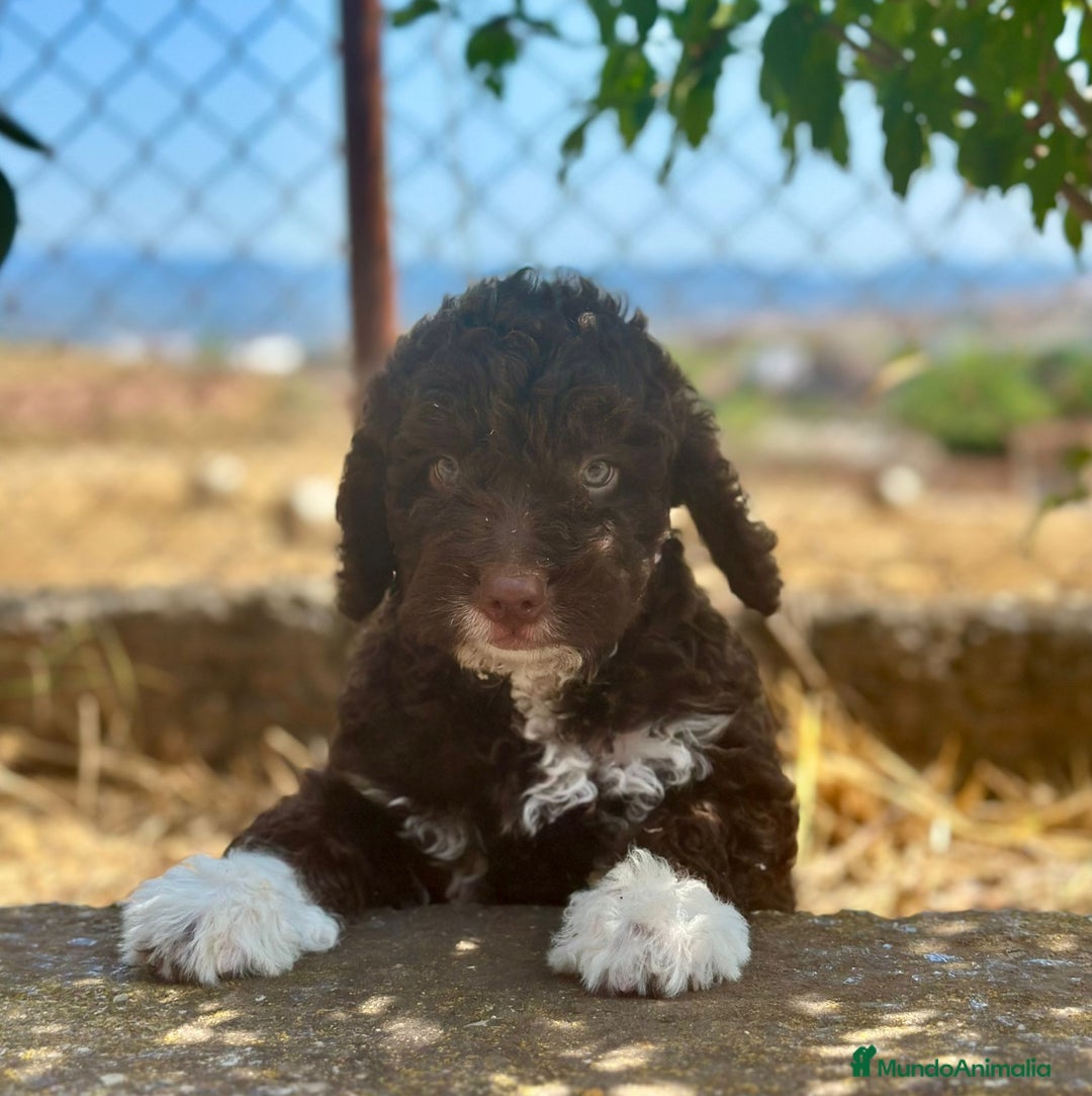 Perro de Agua Español perros en venta: Perro de agua español  - Imagen 4