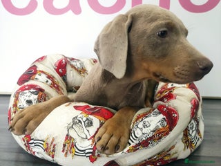Dobermann perros - Anuncio 5