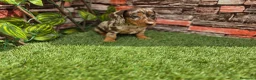 Teckel Miniatura perros en venta: TECKEL KANNINCHEN & MINIATURA ARLEQUIN - Anuncio 3
