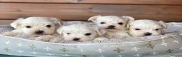 Bichón Maltés perros en venta: Bichon maltes cachorros en Madrid - Anuncio 2
