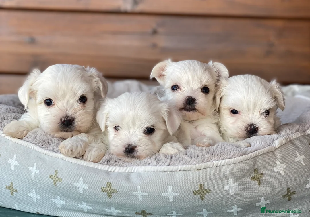 Bichón Maltés perros en venta: Bichon maltes cachorros en Madrid - Anuncio 2