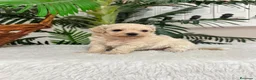Maltipoo perros en venta: MALTIPOO COREANO - MACHO - Anuncio 9