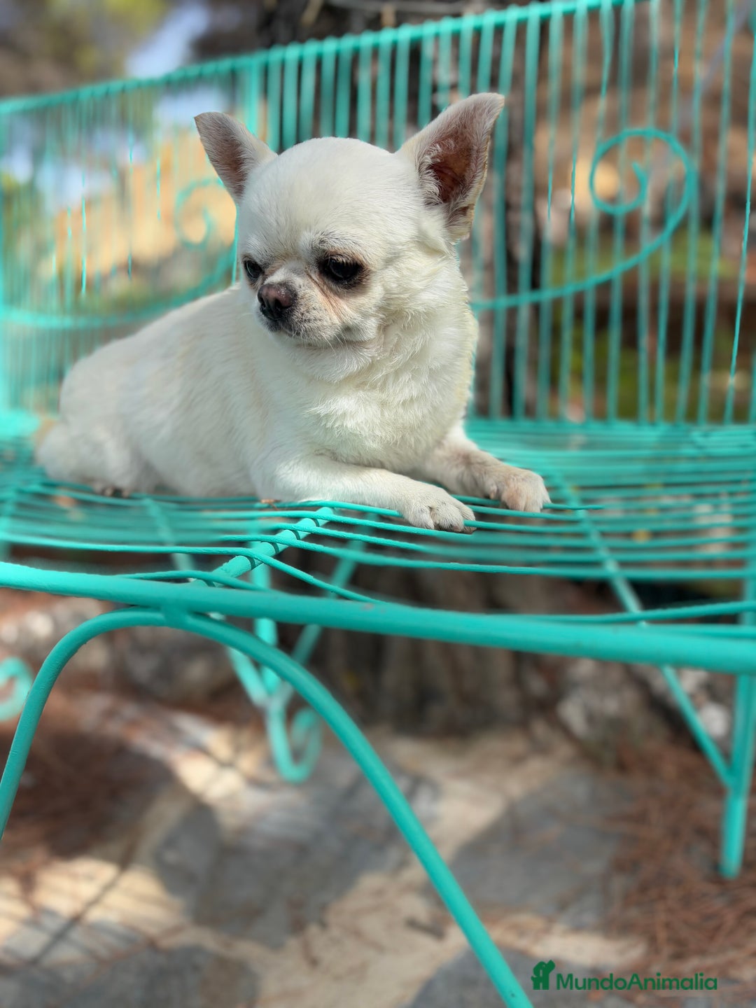 Chihuahua perros en venta: Chihuahua Toy entrega en Diciembre - Anuncio 11