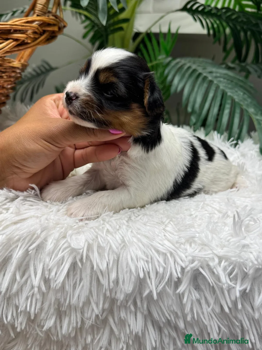 Yorkshire Terrier perros en venta: YORKSHIRE TERRIER  - Anuncio 1