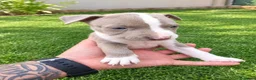 American Pit Bull Terrier perros en venta: American Pitbull Terrier - Anuncio 3