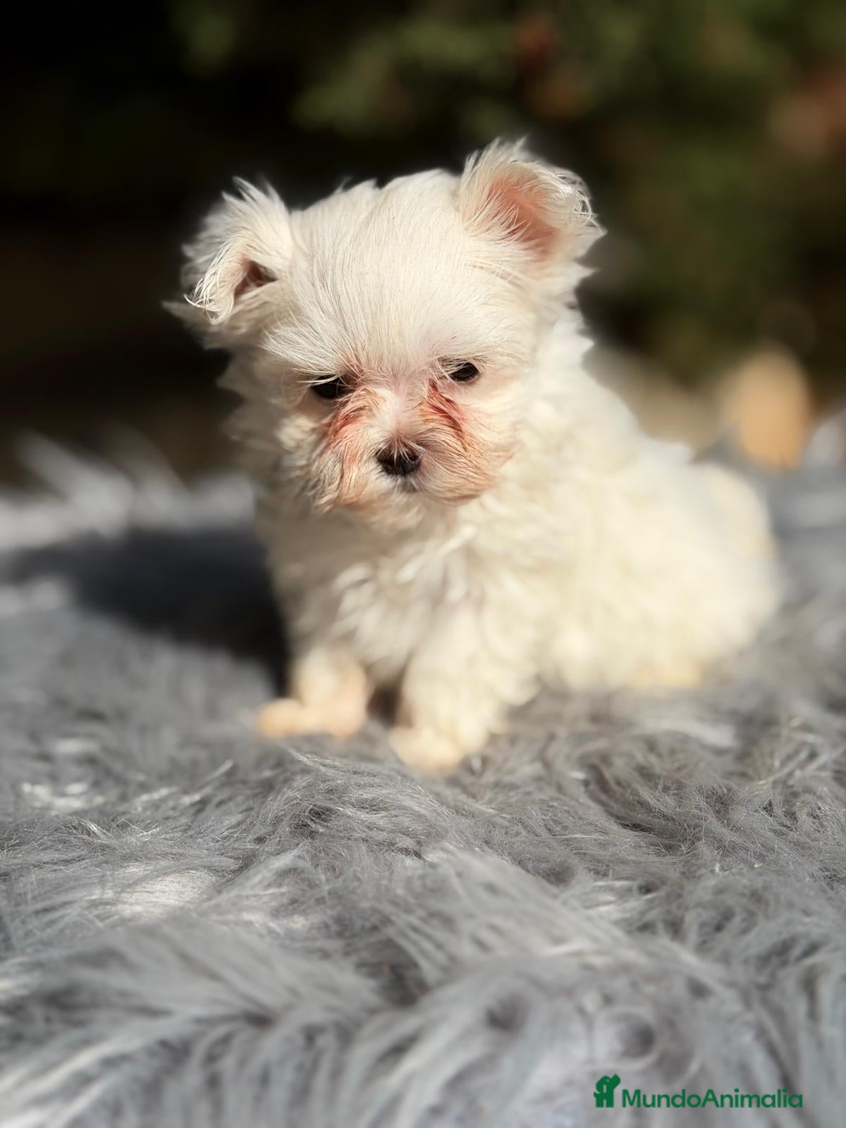 Bichón Maltés perros BICHÓN MALTÉS MACHO - Anuncio 1