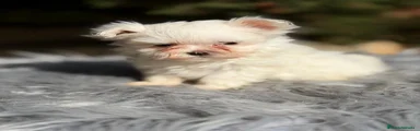 Bichón Maltés Cachorro 2