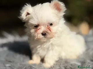 Bichón Maltés perros BICHÓN MALTÉS MACHO - Anuncio 4