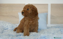 Caniche Enano perros en venta: CANICHE ENANO ROJO - Imagen 2