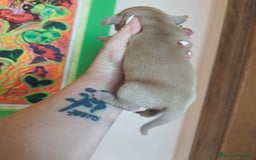 Teckel perros en venta: TECKEL CALIDAD Y SELECCIÓN  - Imagen 4