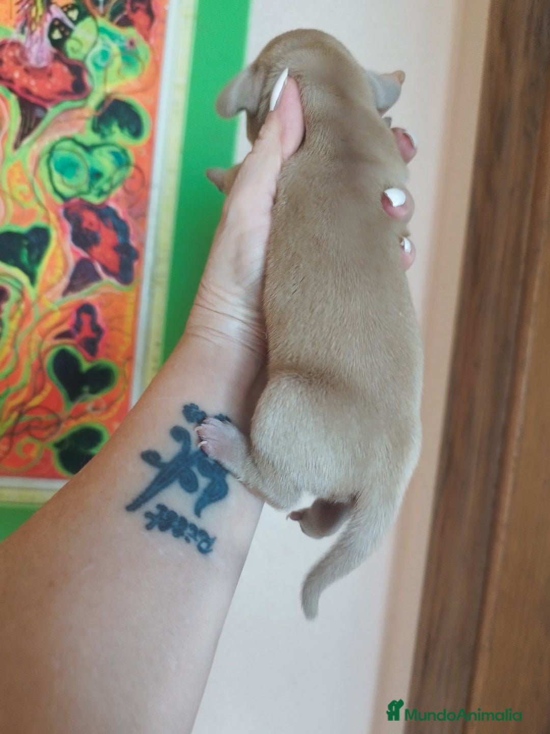 Teckel perros en venta: TECKEL CALIDAD Y SELECCIÓN  - Imagen 4