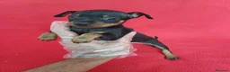Pinscher Miniatura perros en venta: Pincher Mini  - Anuncio 2