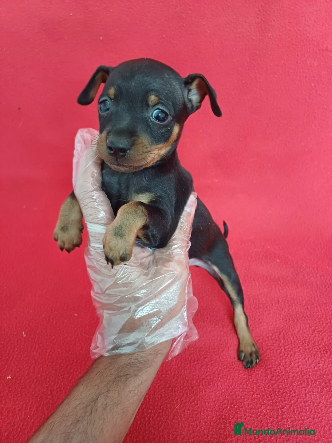 Pinscher Miniatura perros en venta: Pincher Mini  - Anuncio 2