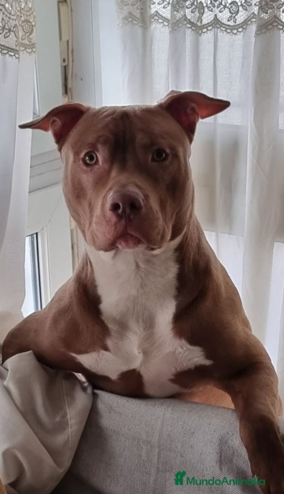 American Pit Bull Terrier perros Pitbull  - Anuncio 1