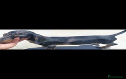 Teckel Miniatura perros en venta: Teckel miniatura - Imagen 9