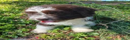Perro de Agua Español perros en venta: 🐾 CACHORROS DE PERRO DE AGUA ESPAÑOL 🐾 - Anuncio 11