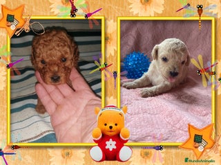 Caniche Toy perros - Anuncio 5