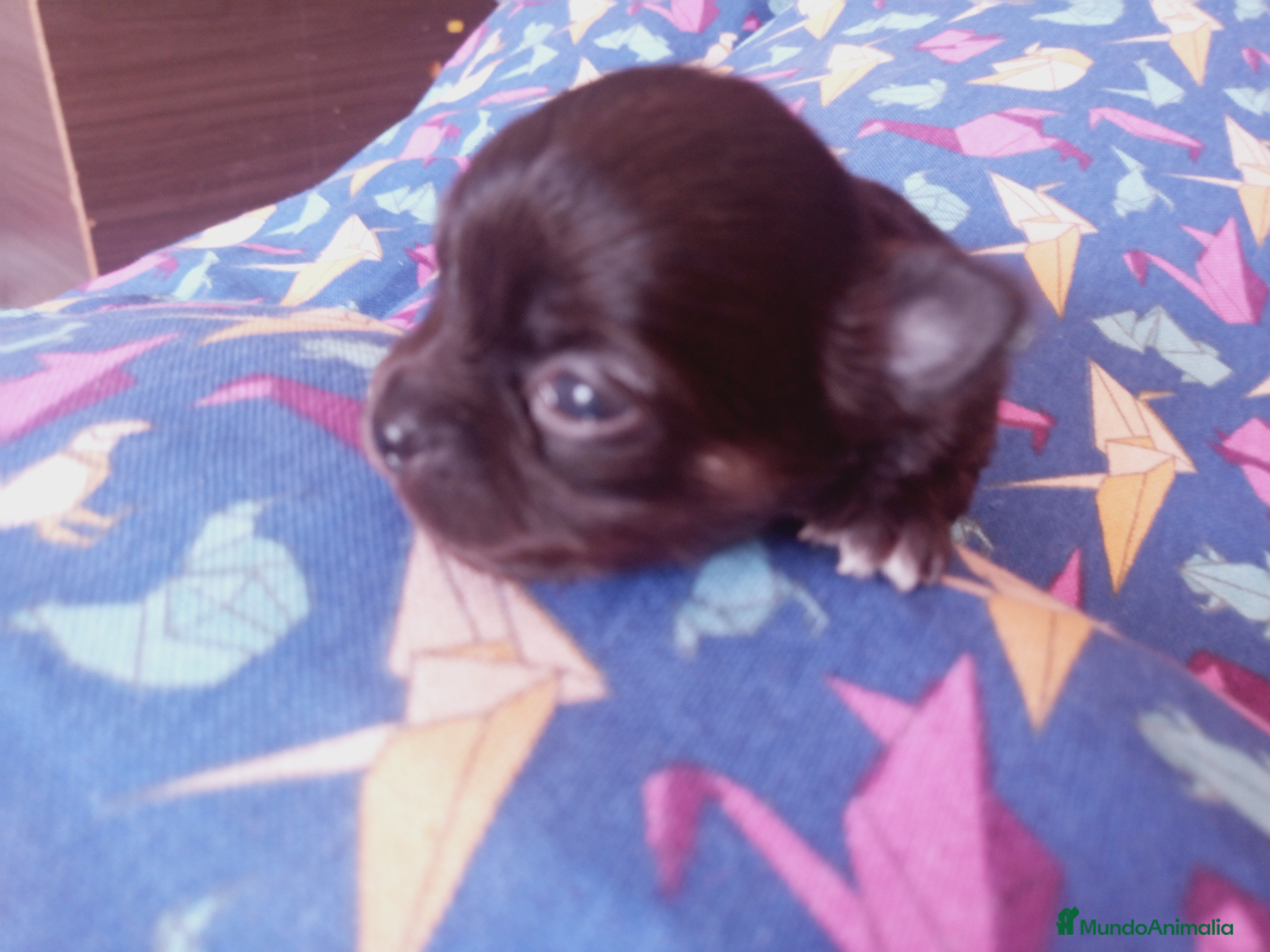 Chihuahua perros Camada Flapi Chihuahua  - Anuncio 1