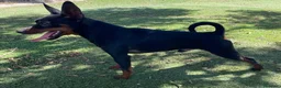 Pinscher Miniatura perros en venta: MINI PINSCHER MACHO - Anuncio 5
