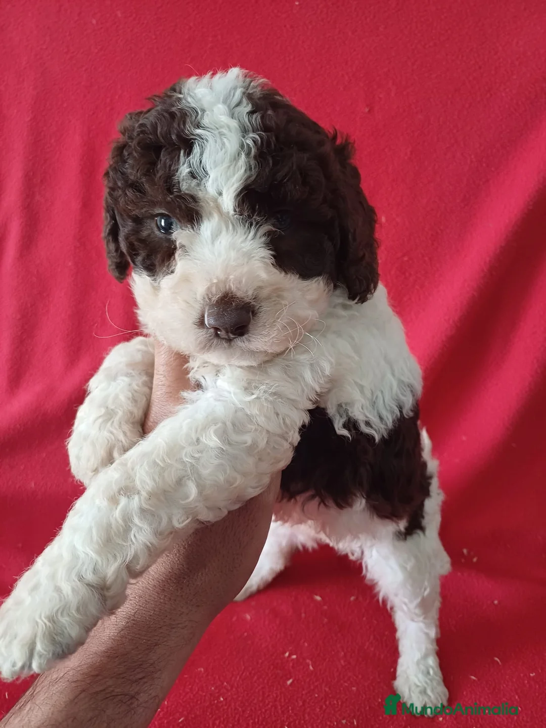 Perro de Agua Español perros en venta: Perro de Agua Bicolor  - Anuncio 1