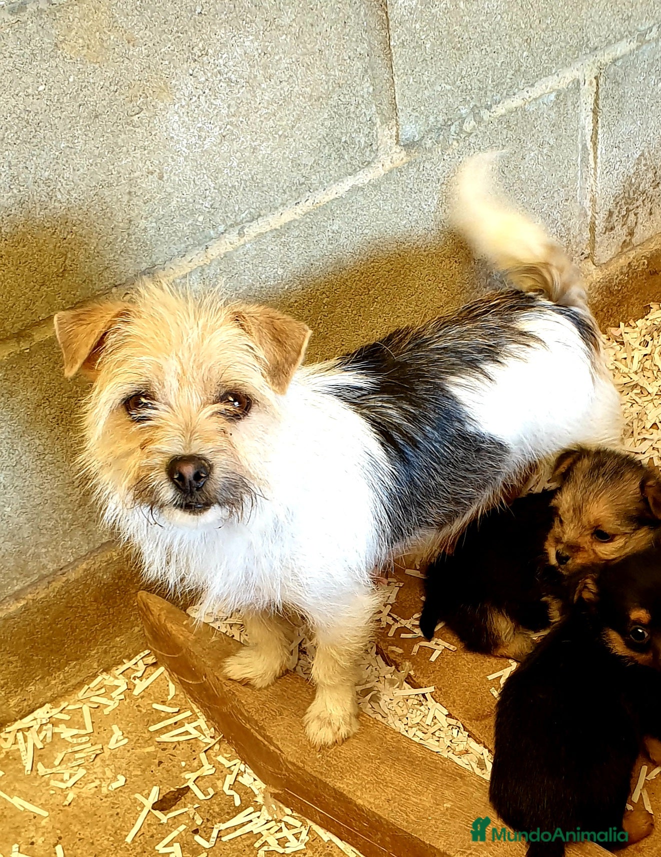 Raza Mixta perros Mix Yorkshire Terrier toy  - Anuncio 2