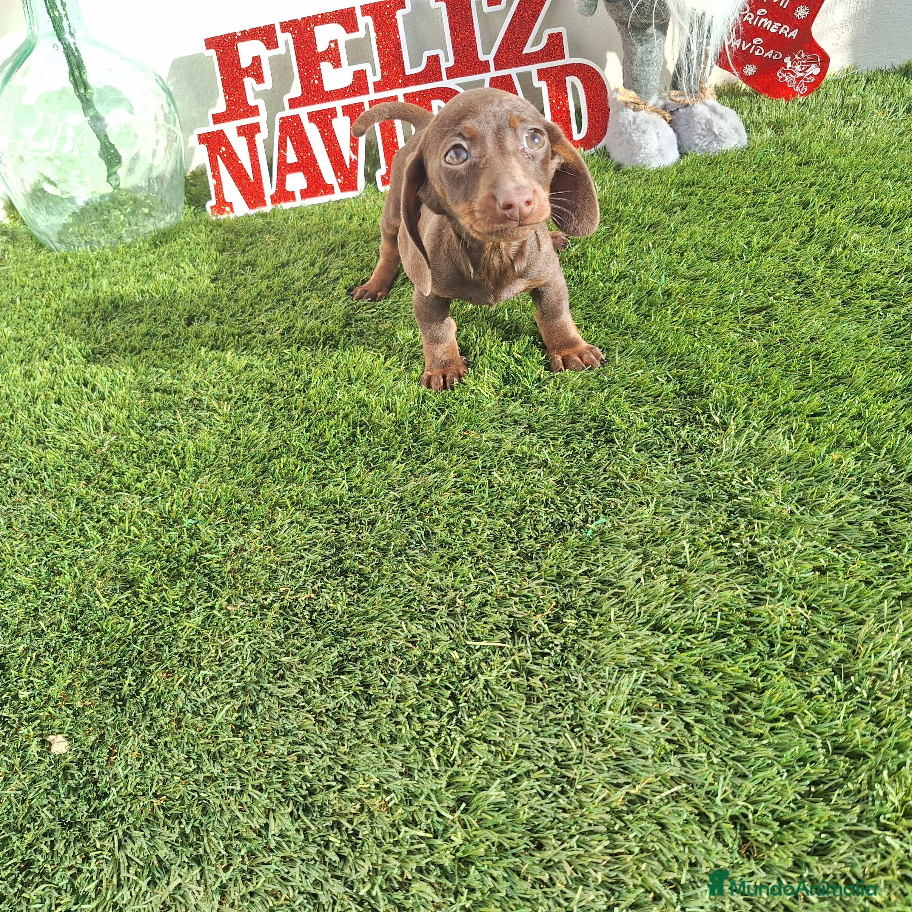 Teckel Miniatura perros TECKEL MINIATURA & KANINCHEN CHOCOLATE  - Anuncio 2