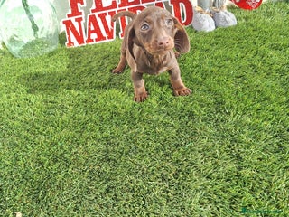 Teckel Miniatura perros TECKEL MINIATURA & KANINCHEN CHOCOLATE - Anuncio 1