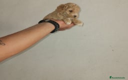 Caniche Toy perros en venta: Caniches toys apricot  - Imagen 2
