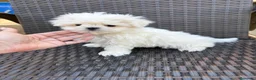 Bichón Maltés perros en venta: Bichon miniatura líneas coreanas!!! - Anuncio 2
