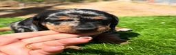 Teckel Miniatura perros en venta: Teckel mini  - Anuncio 7
