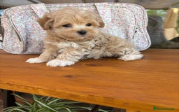 Maltipoo perros en venta: Maltipoo entrega para diciembre!!! - Imagen 3