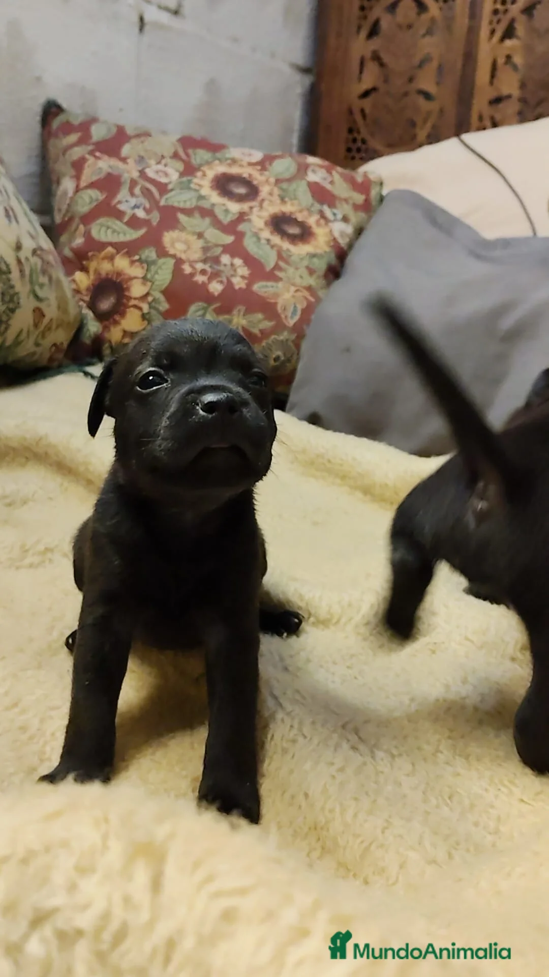 Staffordshire Bull Terrier perros en venta: Staffordshire bull terrier cachorros - Anuncio 1