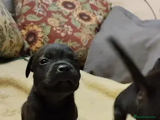 Staffordshire Bull Terrier perros Staffordshire bull terrier cachorros - Anuncio 1
