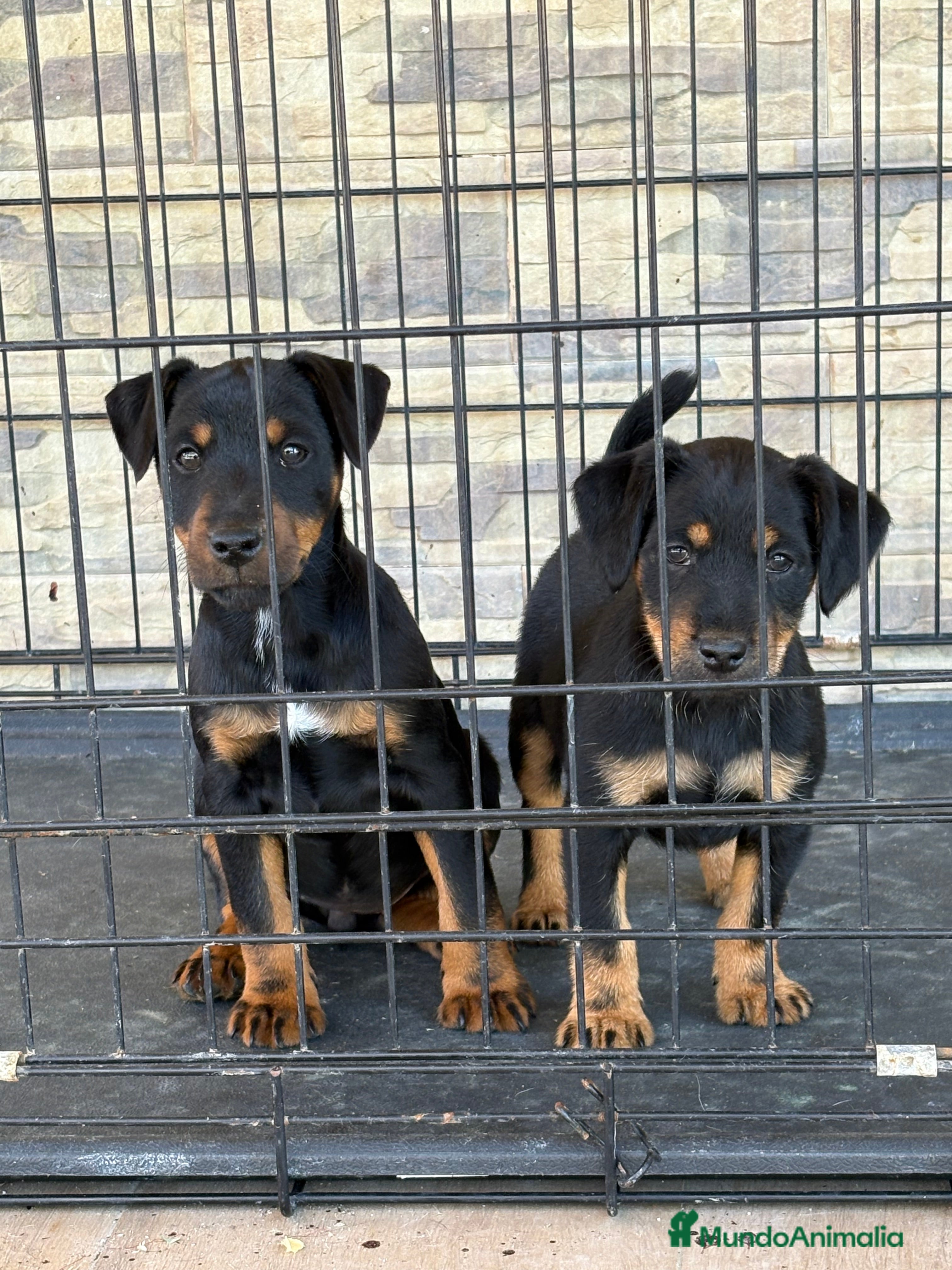 Terrier Alemán de Caza perros Cachorras Jagd terrier  - Anuncio 1
