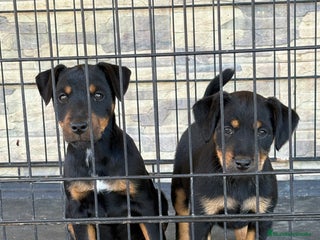 Terrier Alemán de Caza perros Cachorras Jagd terrier - Anuncio 1
