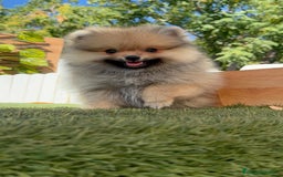 Pomerania perros en venta: POMERANIA - Imagen 17